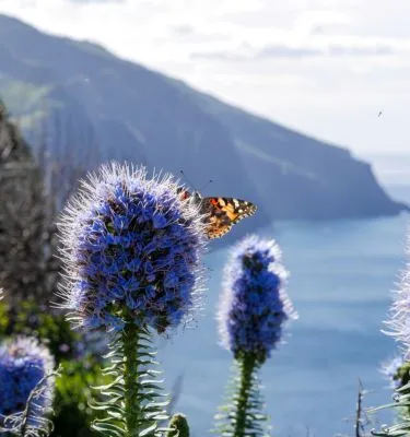 madere ile aux fleurs