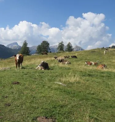 Prato Piazza Alpages, Dolomites, Italie