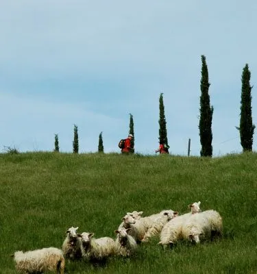 randonneurs, moutons et cyprès en toscane, italie