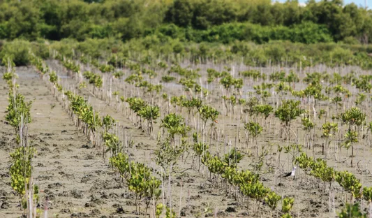 pharoenchai-Adobestock Plantation