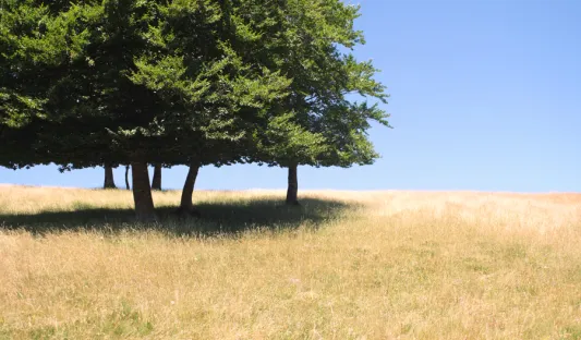 Un arbre dans les Abers, Bretagne