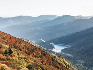 © Adobestock Chlorophylle Vosges et Alsace