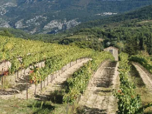 Vignes des Alpilles Vignes des Alpilles