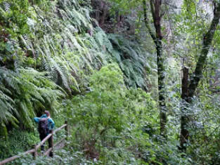 Forêt primaire dans les Canaries Forêt primaire dans les Canaries