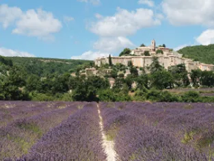 Lavande de Provence Lavande de Provence
