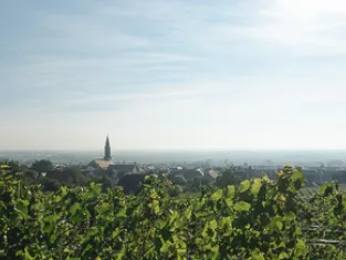 Vignoble alsacien Vignoble alsacien
