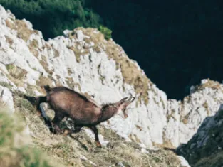 Faune de montagne