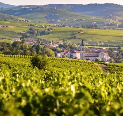 gfontaine-adobestock vignobles du beaujolais