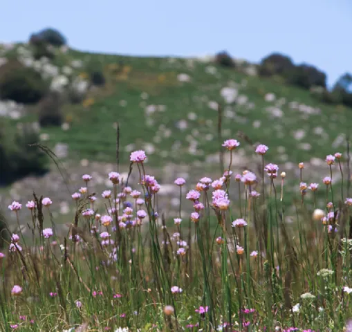 © psjean fleurs-cevennes-lozere