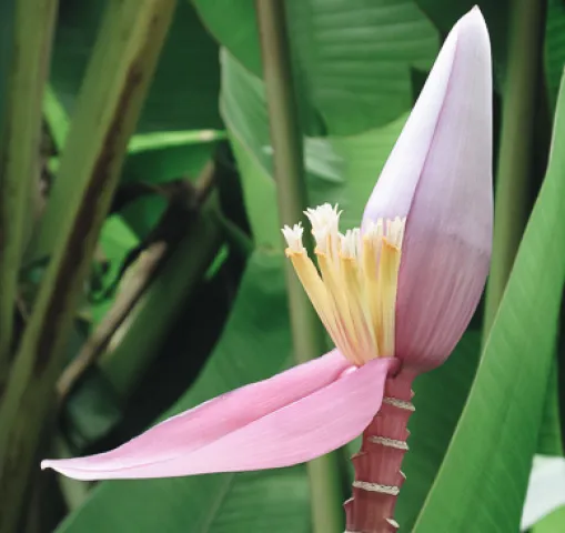 guadeloupe-fleur-banannier-fweber.jpg