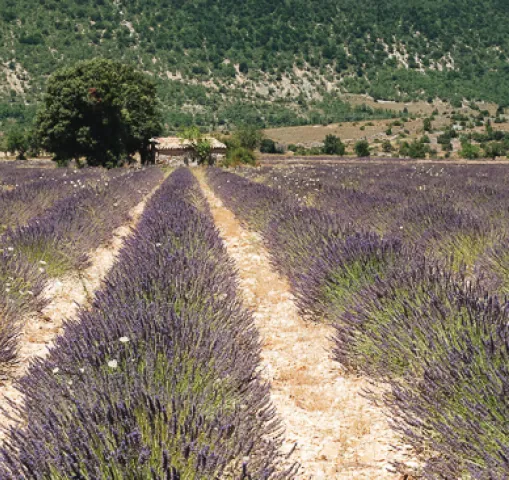 luberon-provence-psaintjean.jpg