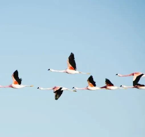 flamans roses camargue