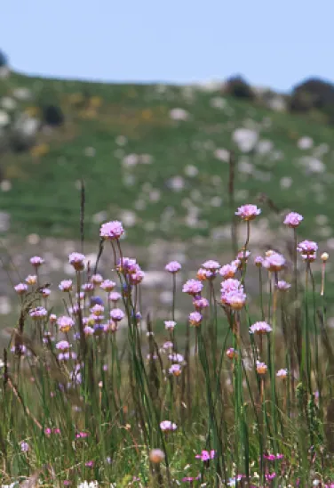 fleurs-cevennes-lozere